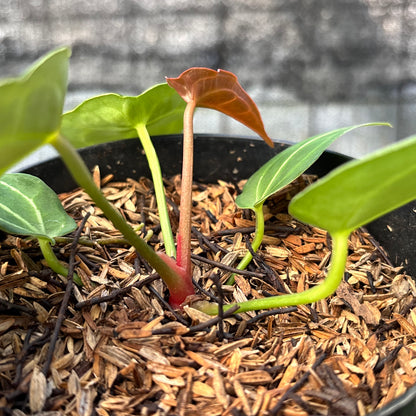 RP14-6 Anthurium Red Spider