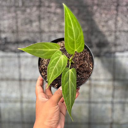 RP15-6 Anthurium Dark Mama