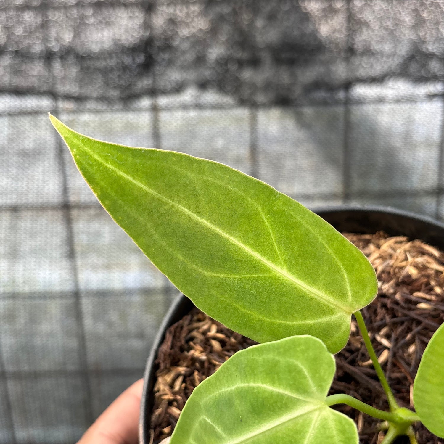 RP15-6 Anthurium Dark Mama