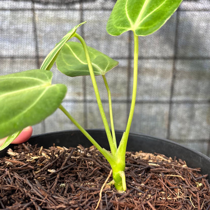 RP15-6 Anthurium Dark Mama
