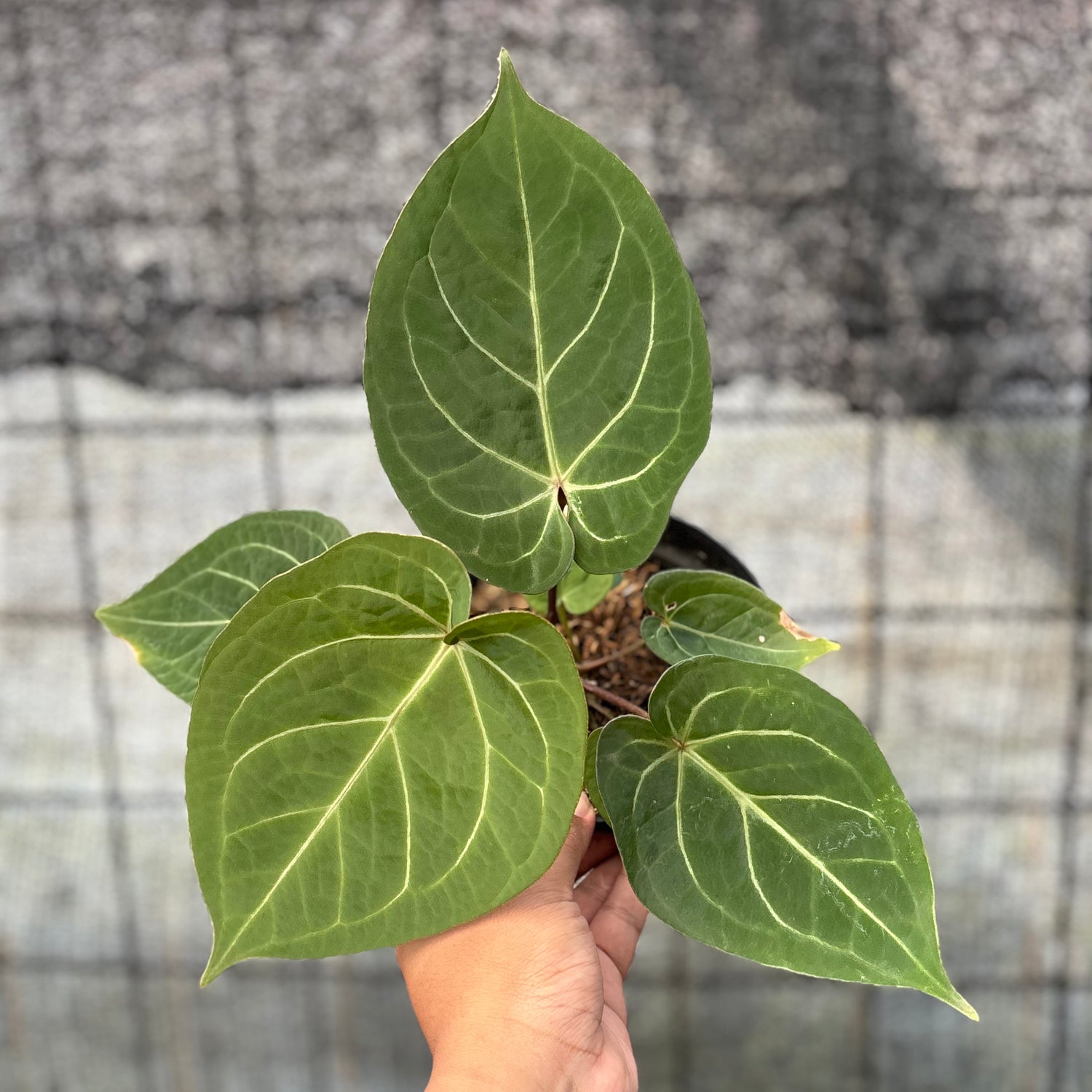 RP16-6 Anthurium Papillilaminum Red Stem