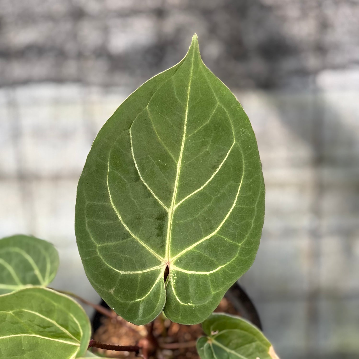 RP16-6 Anthurium Papillilaminum Red Stem