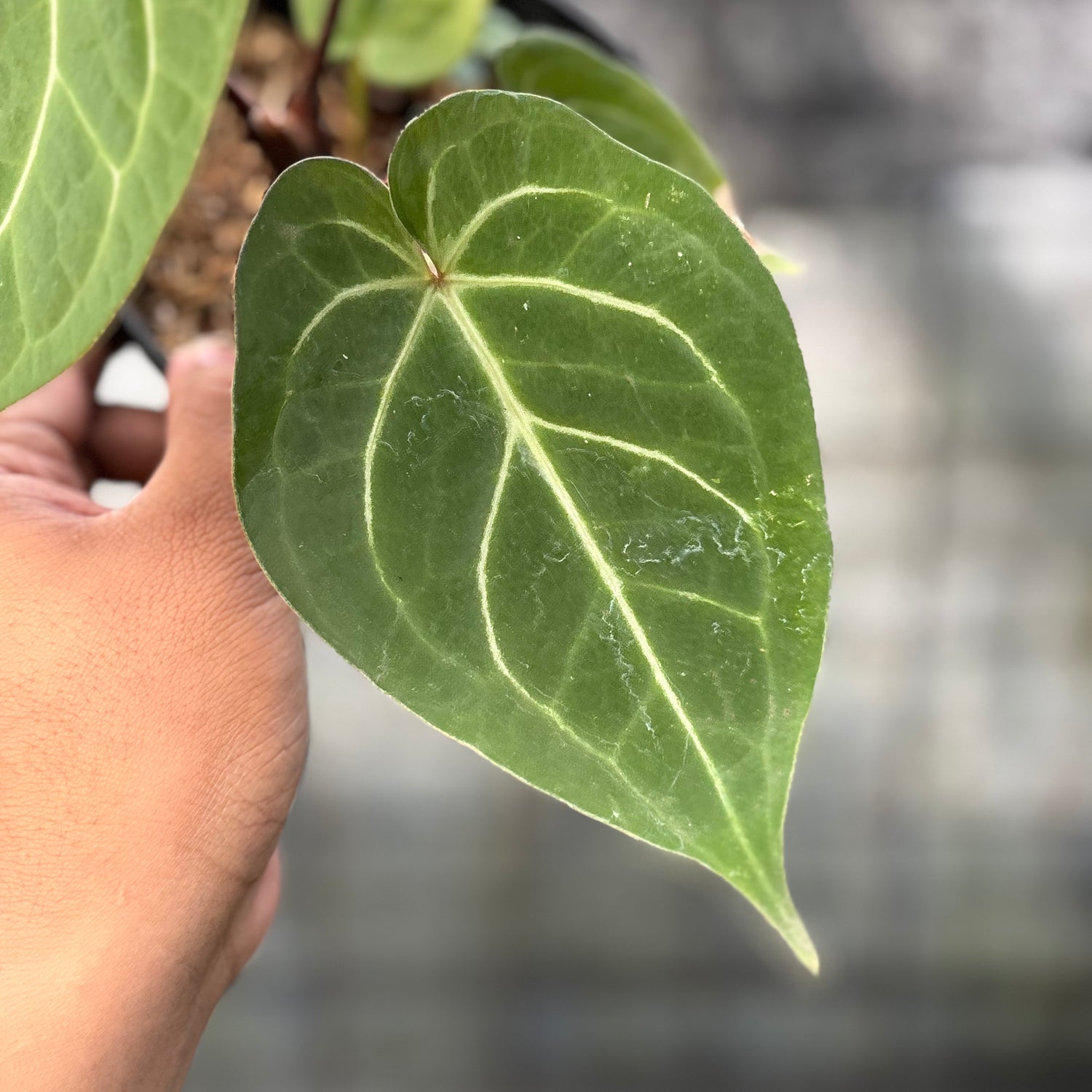 RP16-6 Anthurium Papillilaminum Red Stem