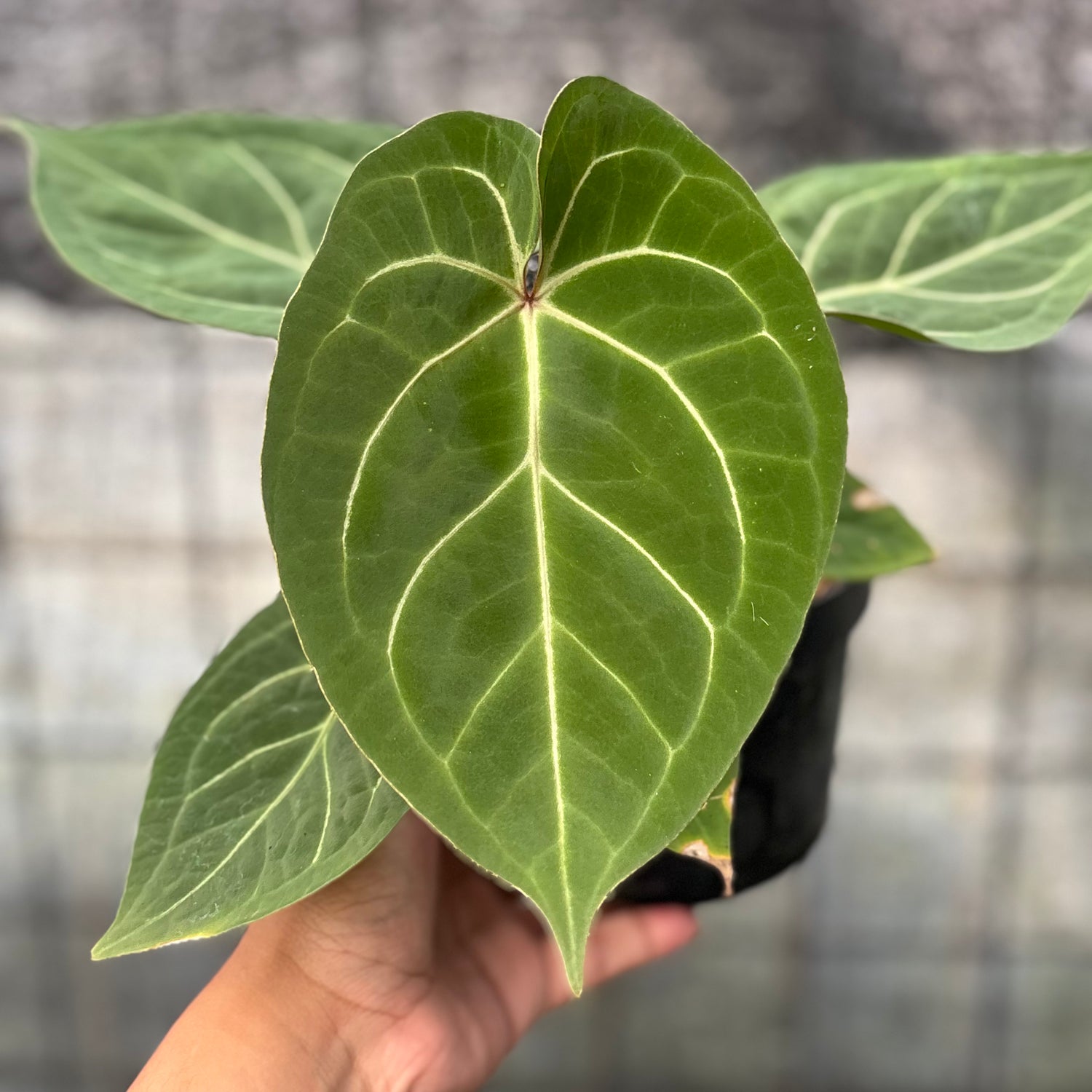 RP16-6 Anthurium Papillilaminum Red Stem