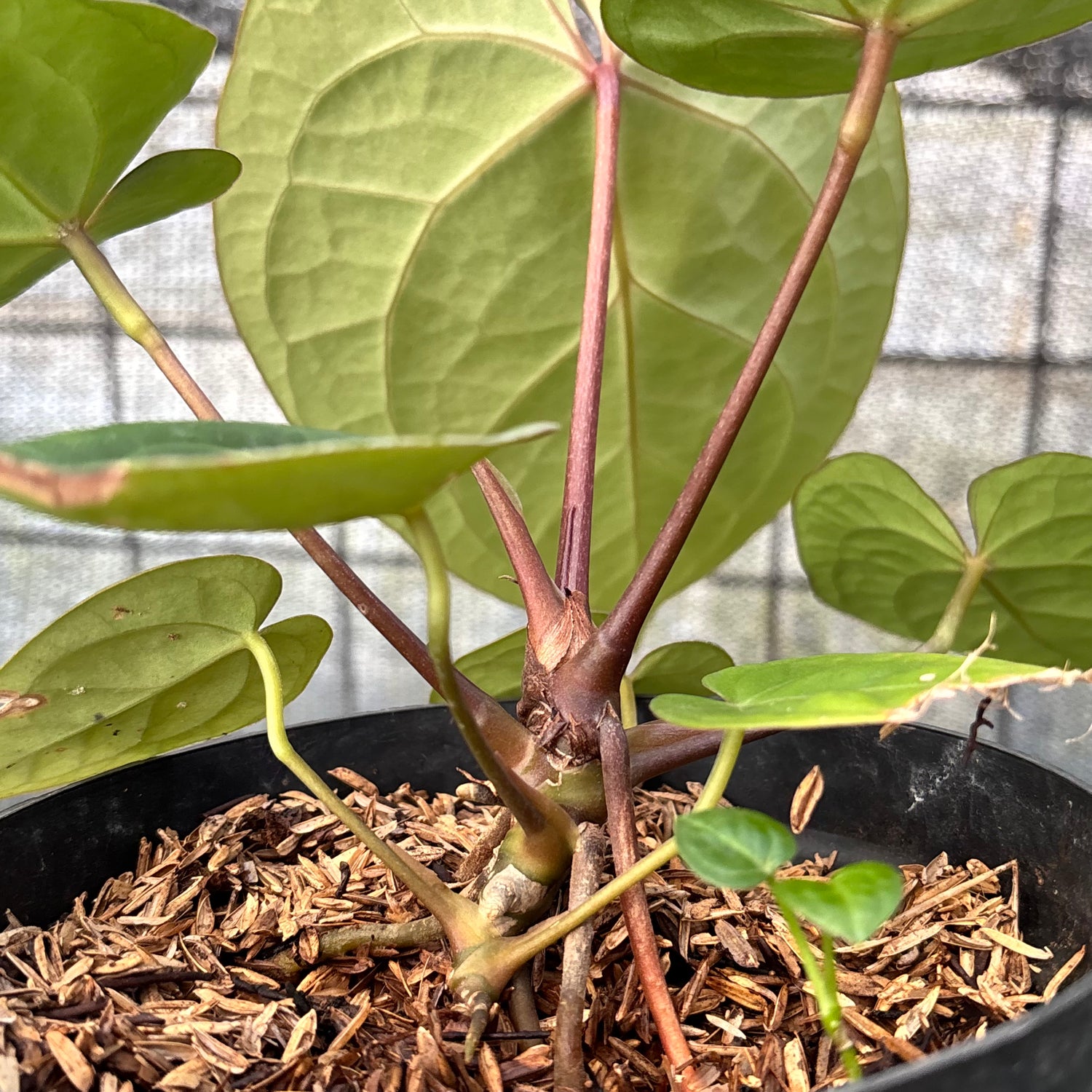 RP16-6 Anthurium Papillilaminum Red Stem
