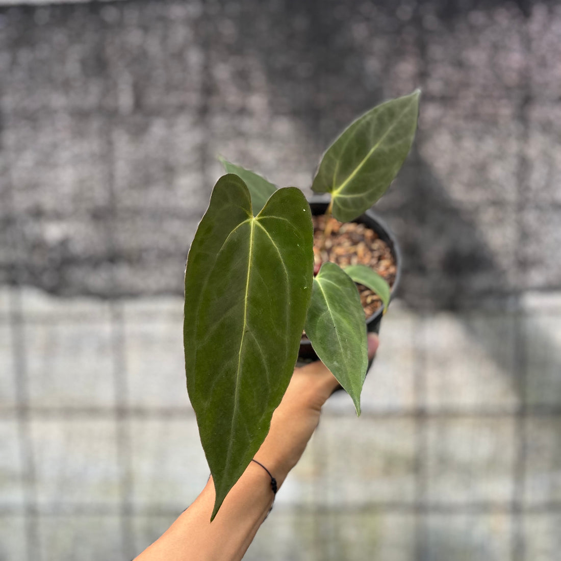 RP17-6 Anthurium papilillaminum Fort Sherman Narrow