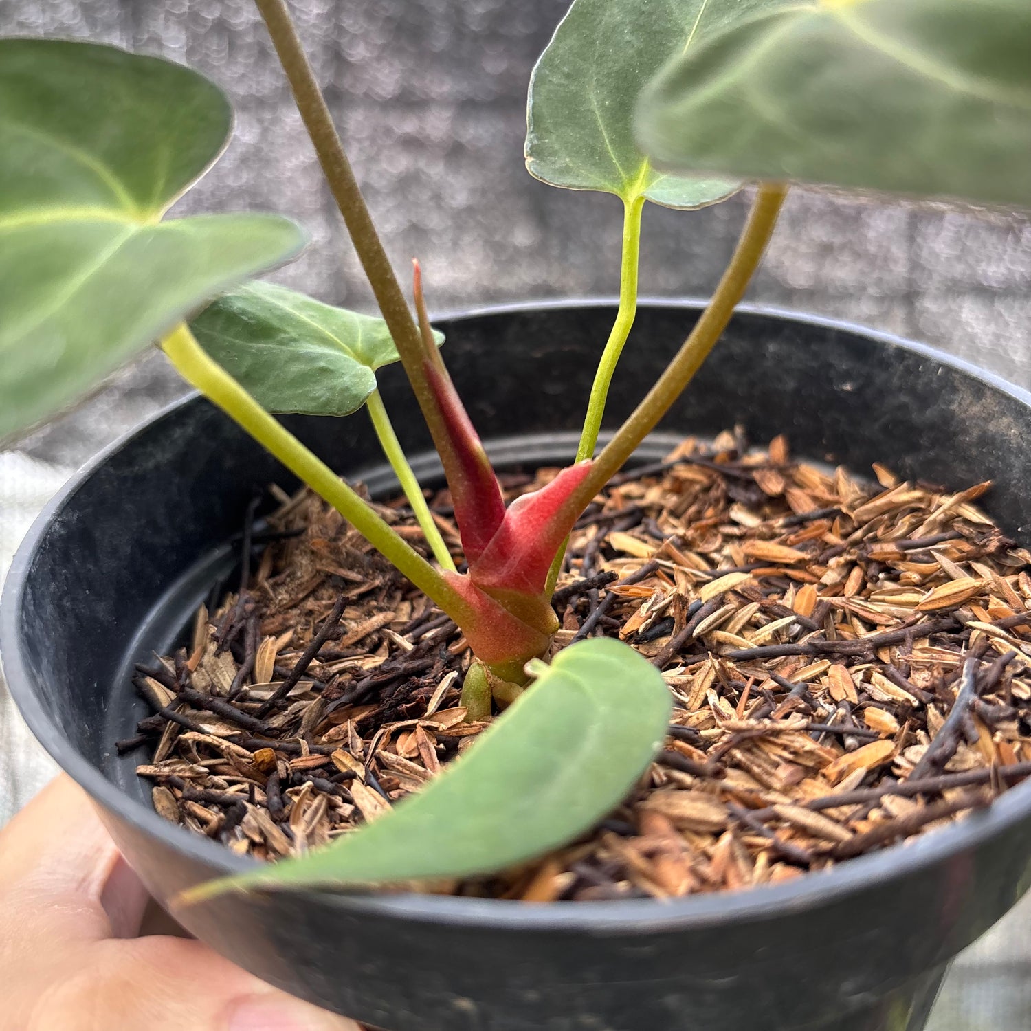 RP17-6 Anthurium papilillaminum Fort Sherman Narrow