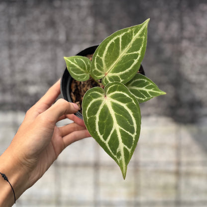 RP18-6 Anthurium HU x Red Crystallinum