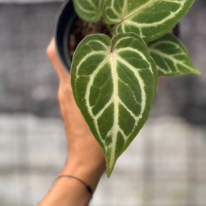 RP18-6 Anthurium HU x Red Crystallinum