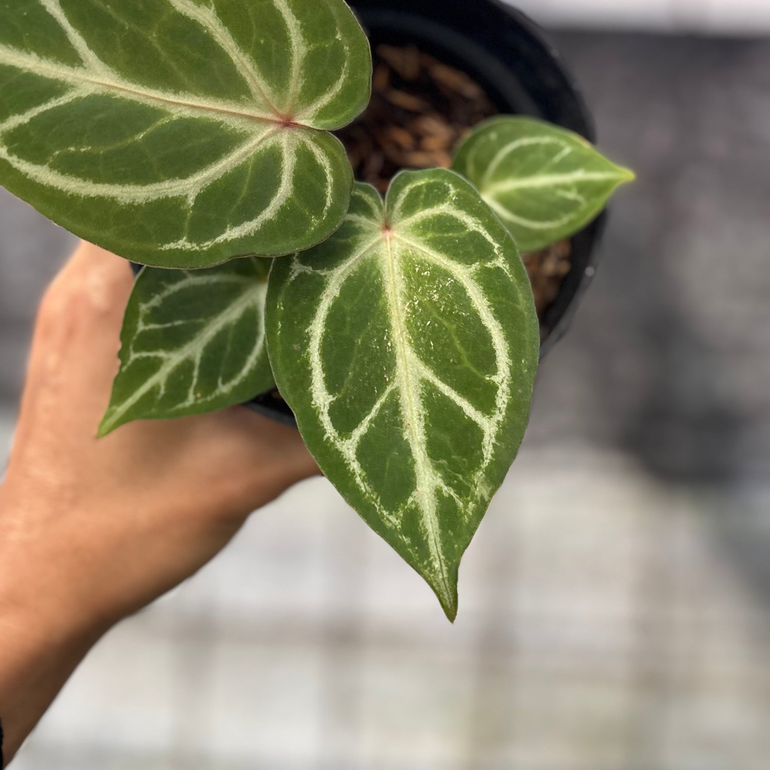 RP18-6 Anthurium HU x Red Crystallinum