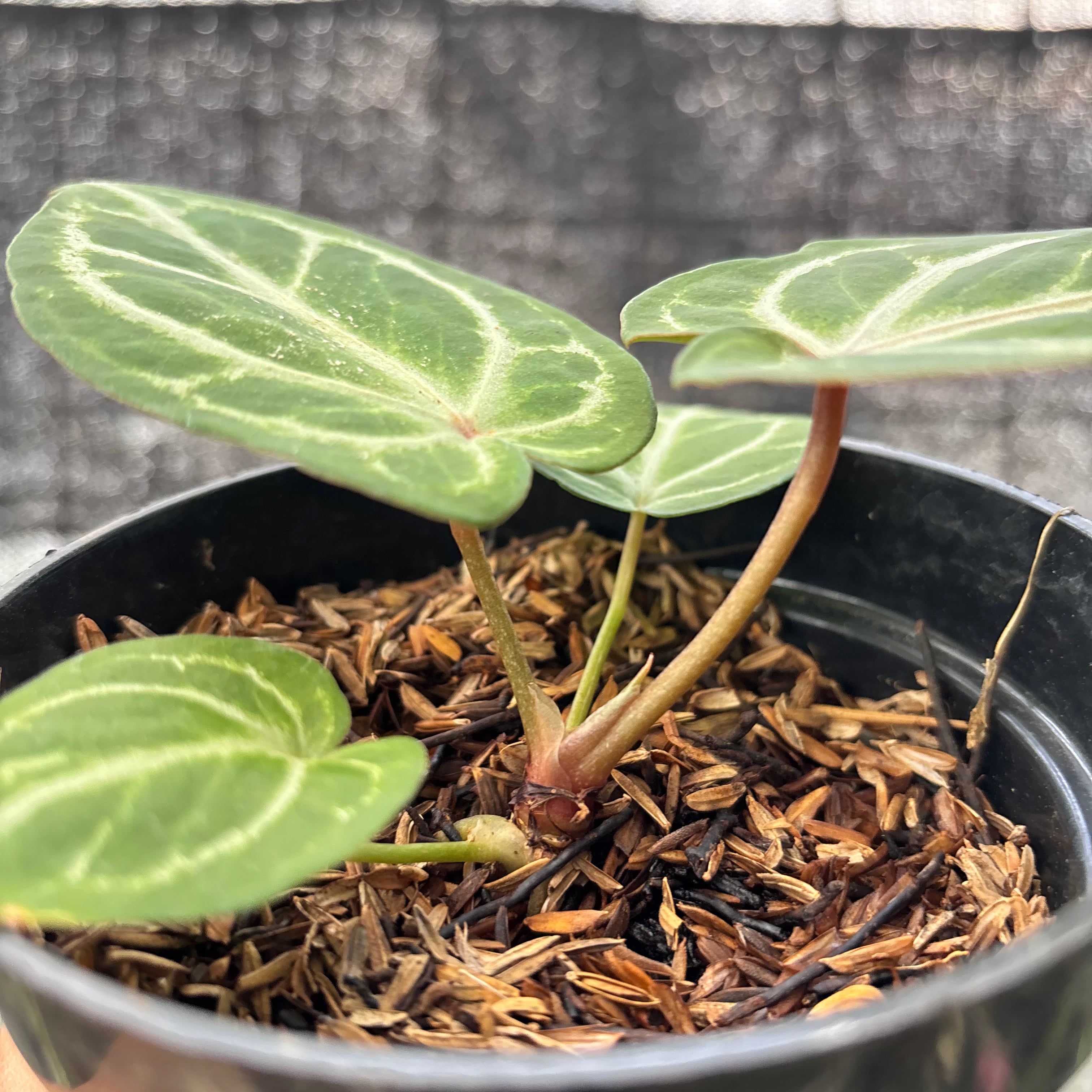 RP18-6 Anthurium HU x Red Crystallinum