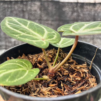 RP18-6 Anthurium HU x Red Crystallinum
