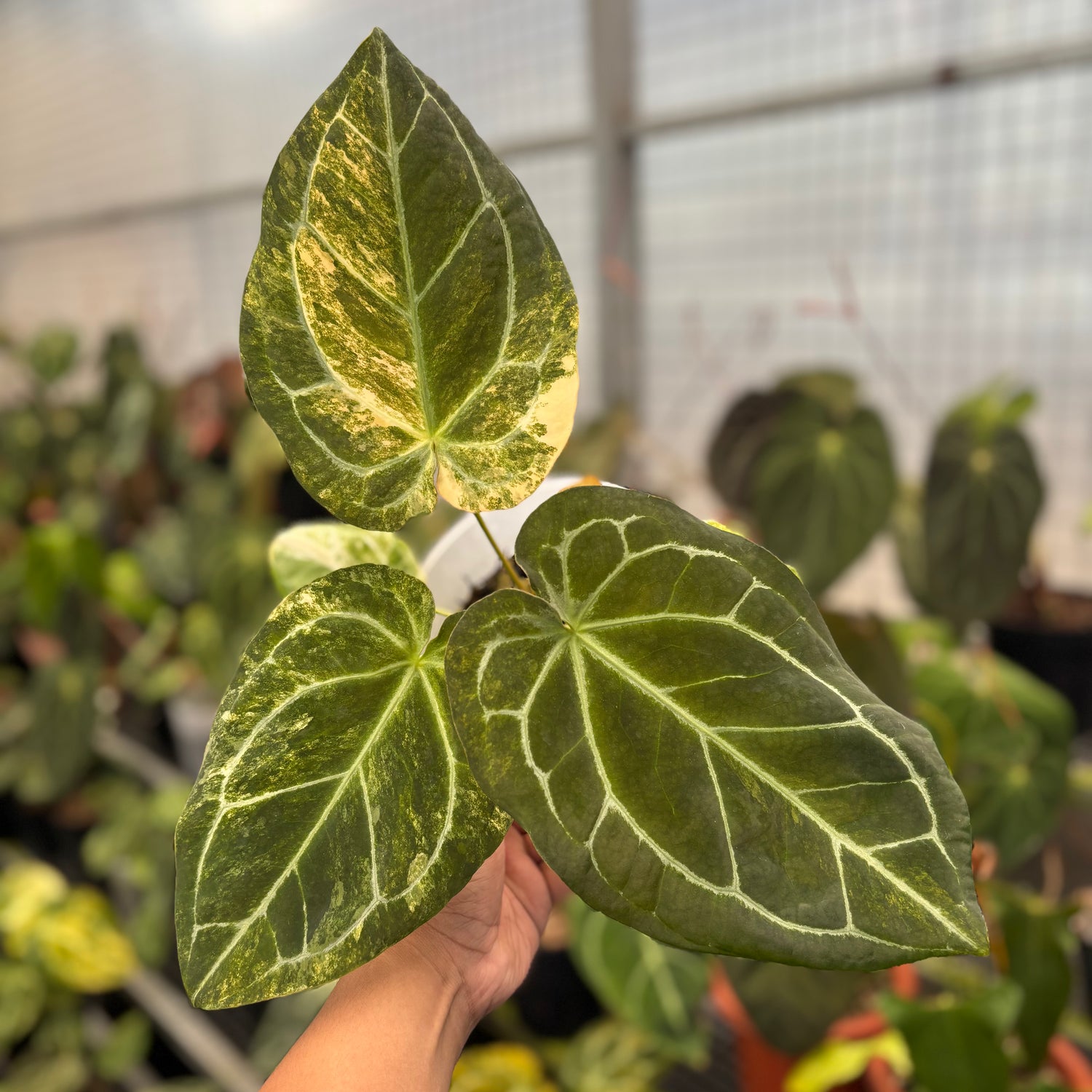 Anthurium Forgetti Variegated x Angela x Black Widow