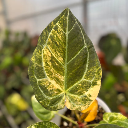 Anthurium Forgetti Variegated x Angela x Black Widow