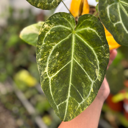 Anthurium Forgetti Variegated x Angela x Black Widow