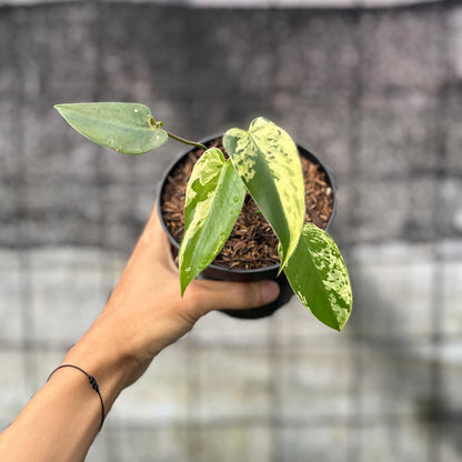 RP19-6 Philodendron Ilsemani Variegated