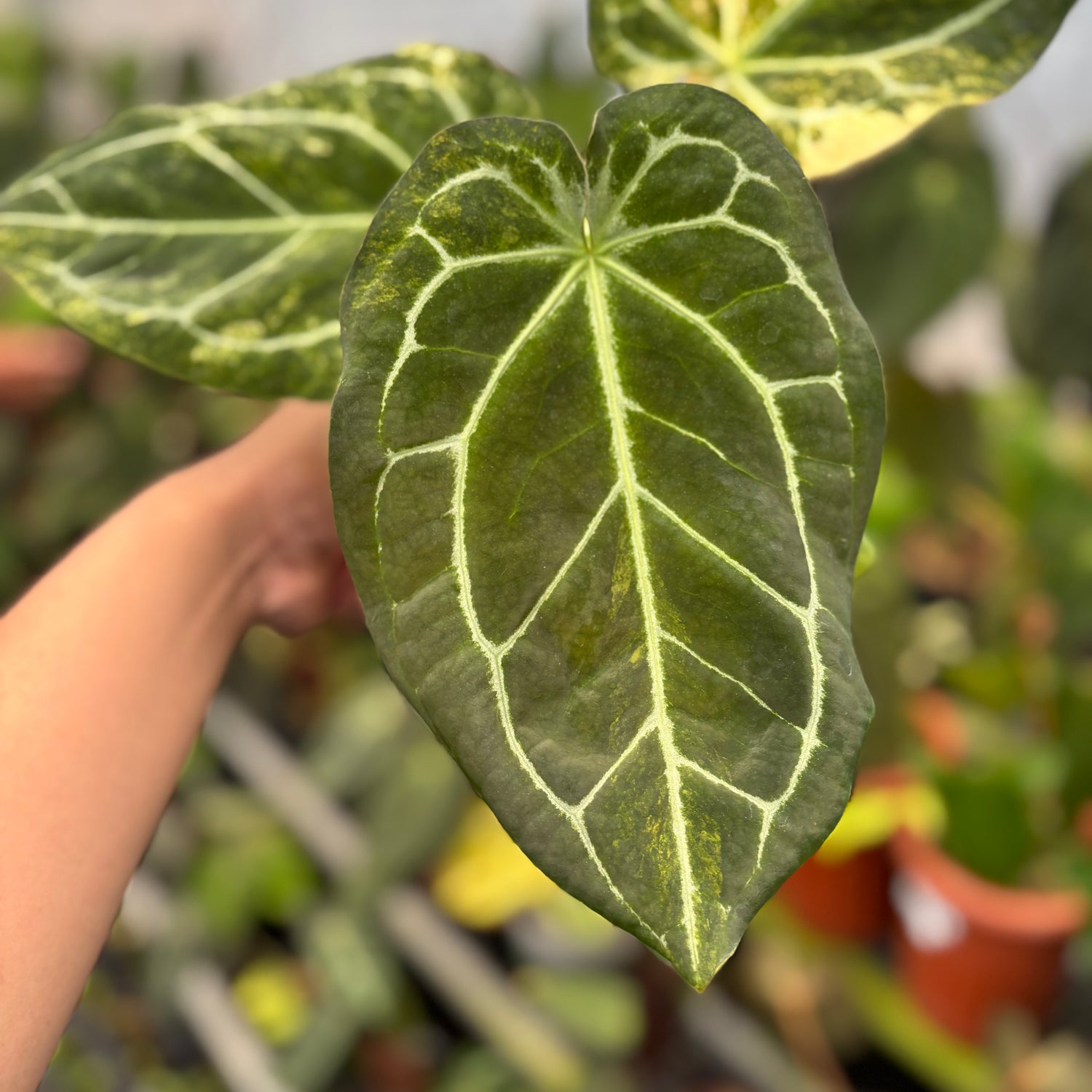 Anthurium Forgetti Variegated x Angela x Black Widow