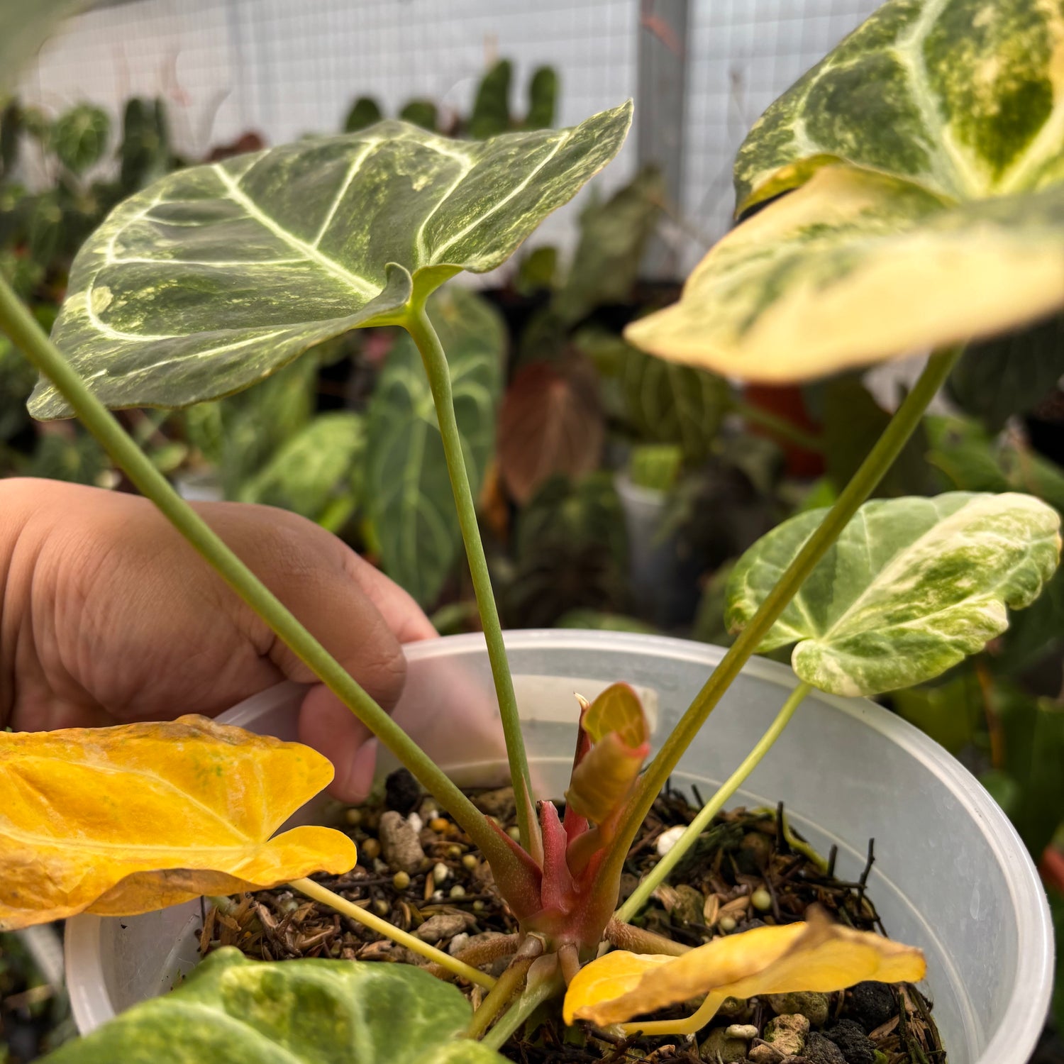 Anthurium Forgetti Variegated x Angela x Black Widow