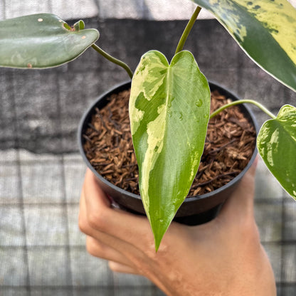 RP19-6 Philodendron Ilsemani Variegated