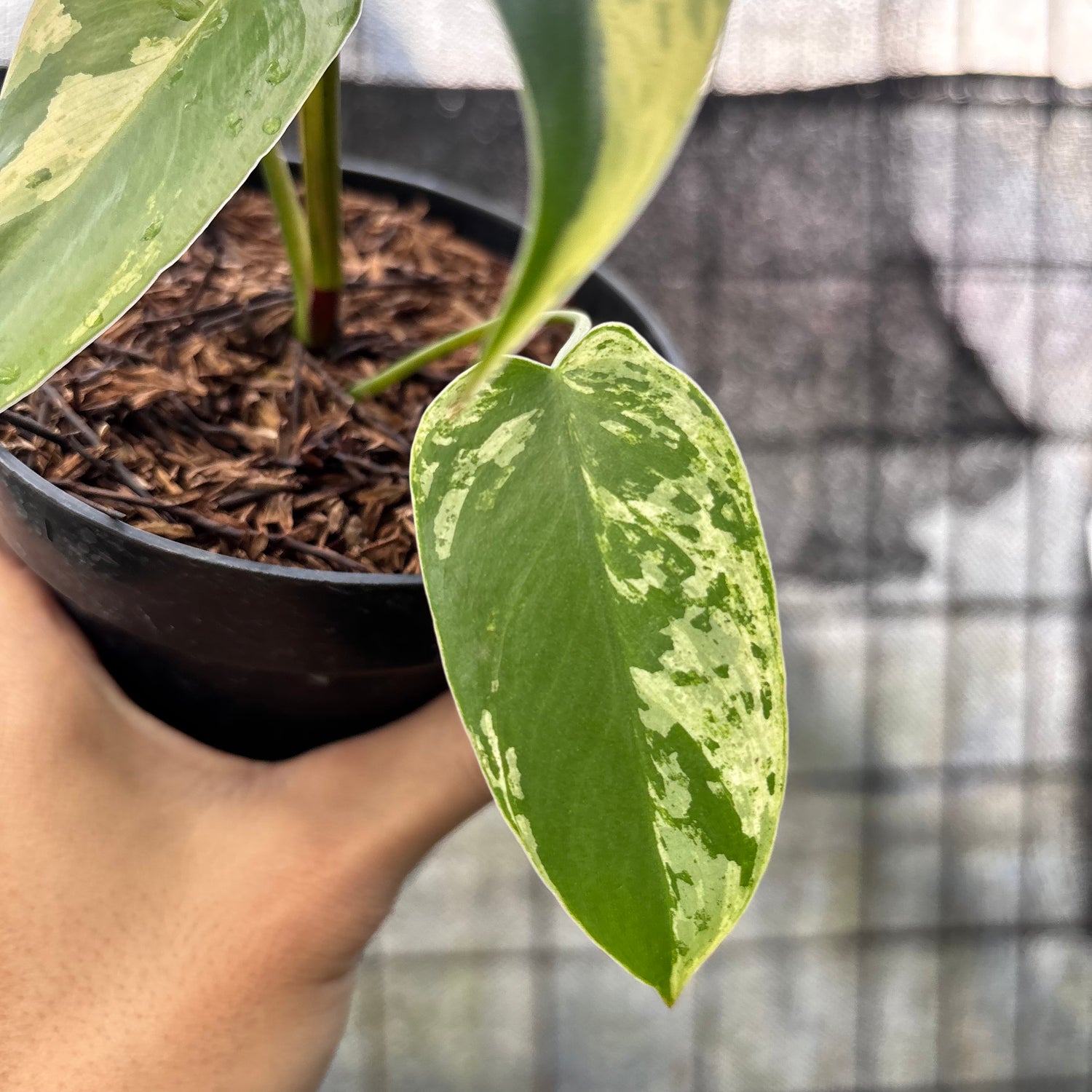 RP19-6 Philodendron Ilsemani Variegated