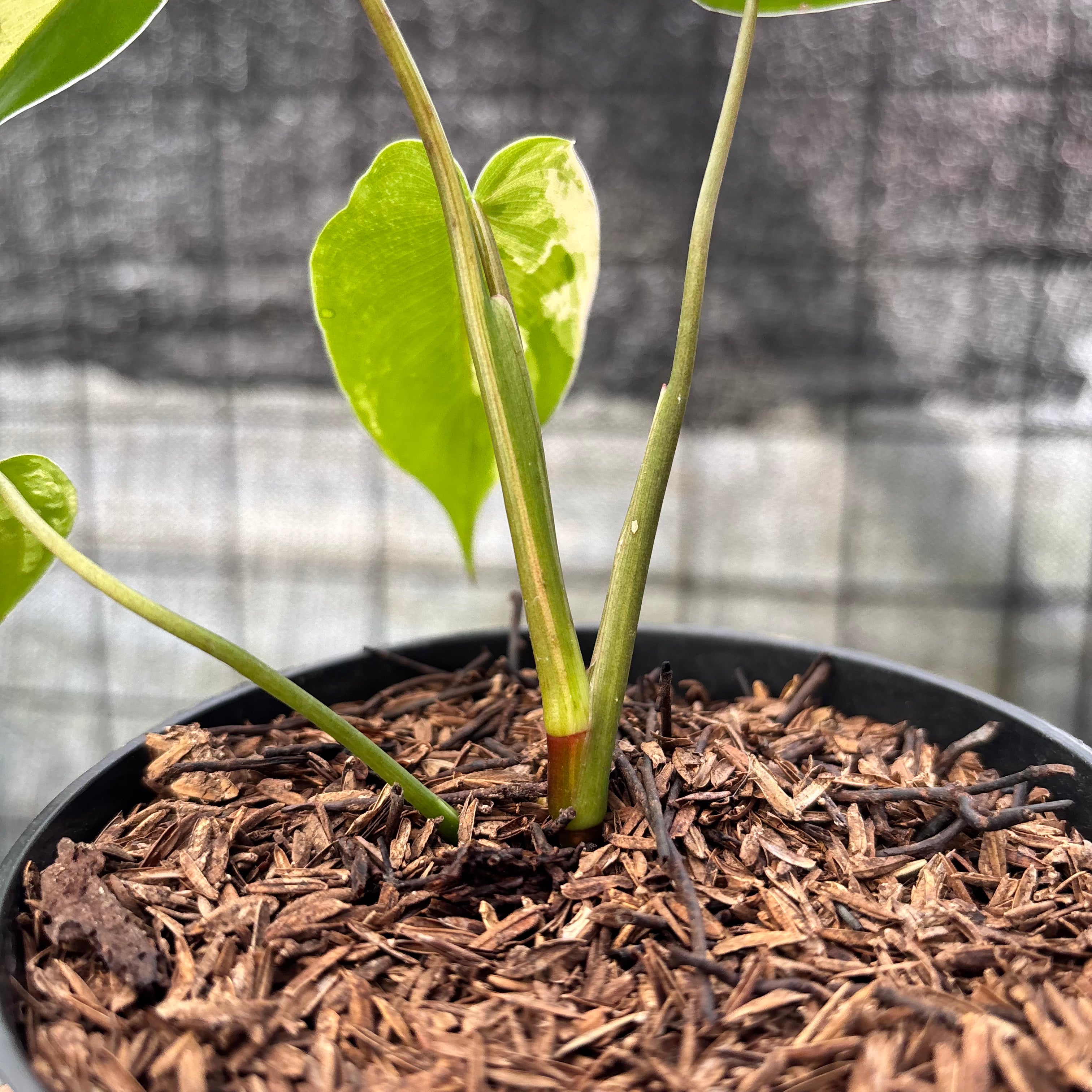 RP19-6 Philodendron Ilsemani Variegated