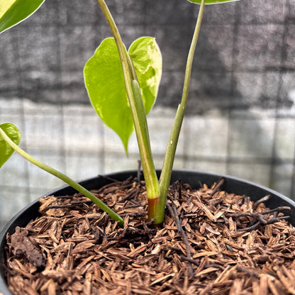 RP19-6 Philodendron Ilsemani Variegated