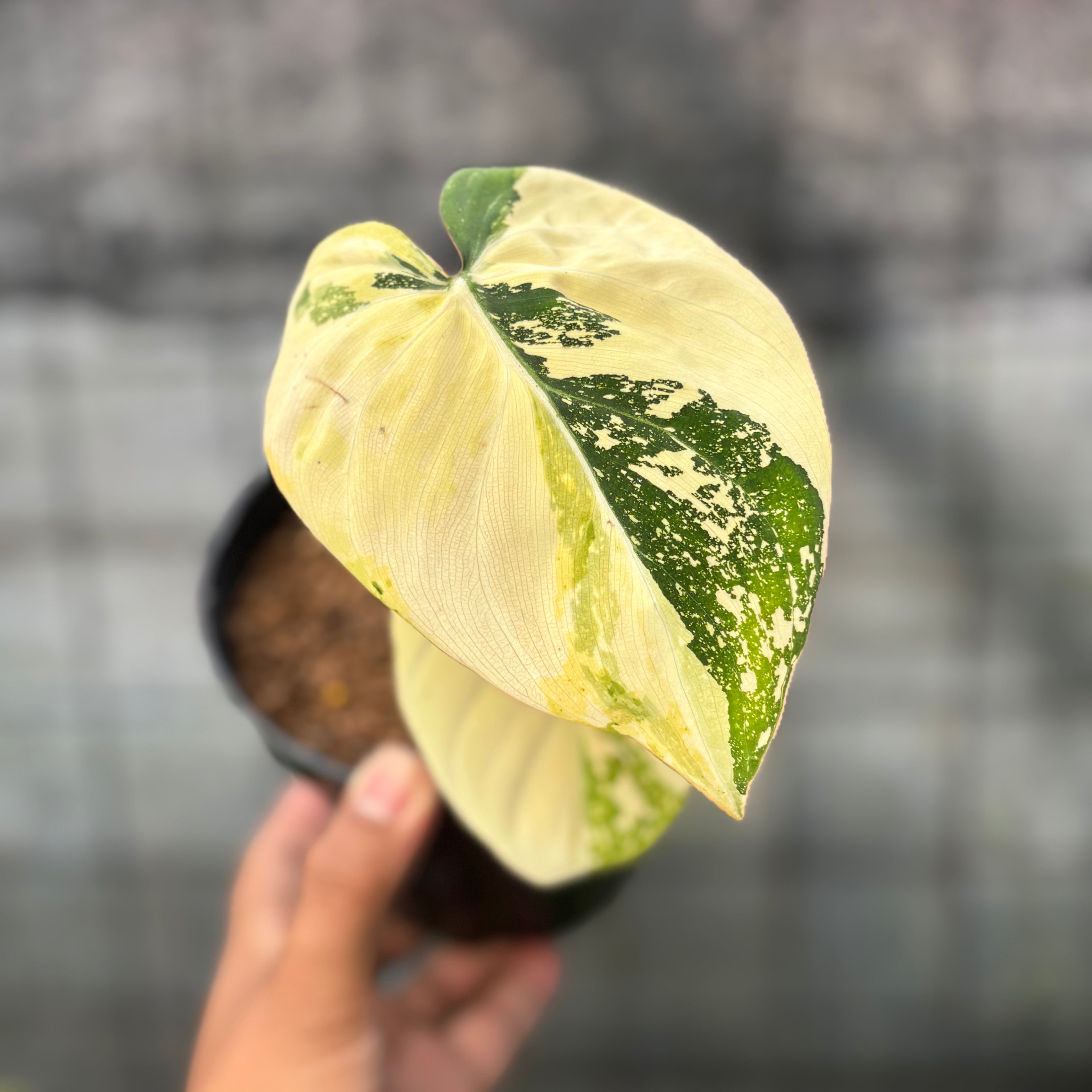 RP20-6 Philodendron Gloriosum Trecolor