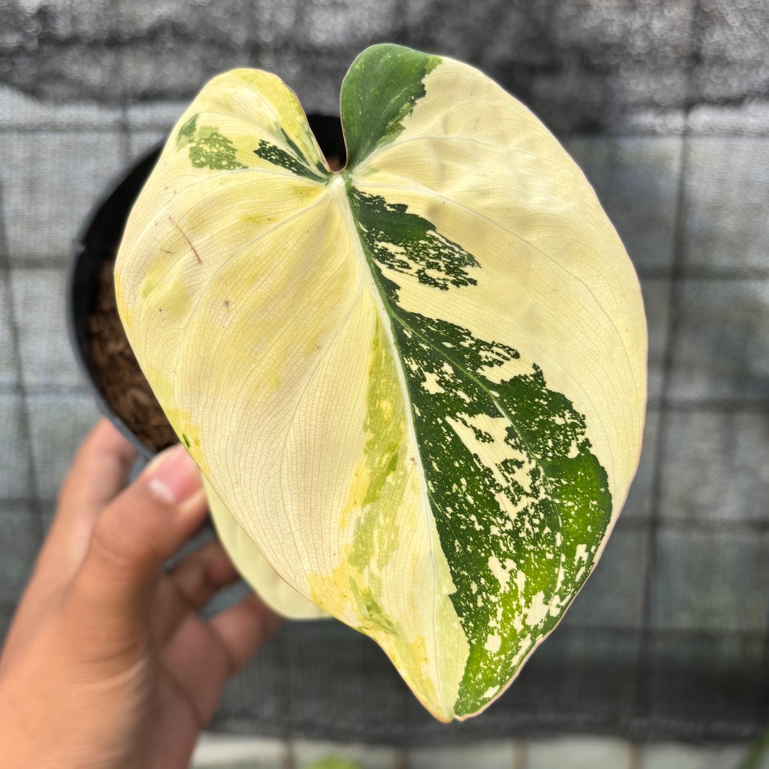 RP20-6 Philodendron Gloriosum Trecolor