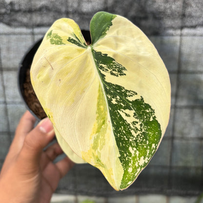 RP20-6 Philodendron Gloriosum Trecolor