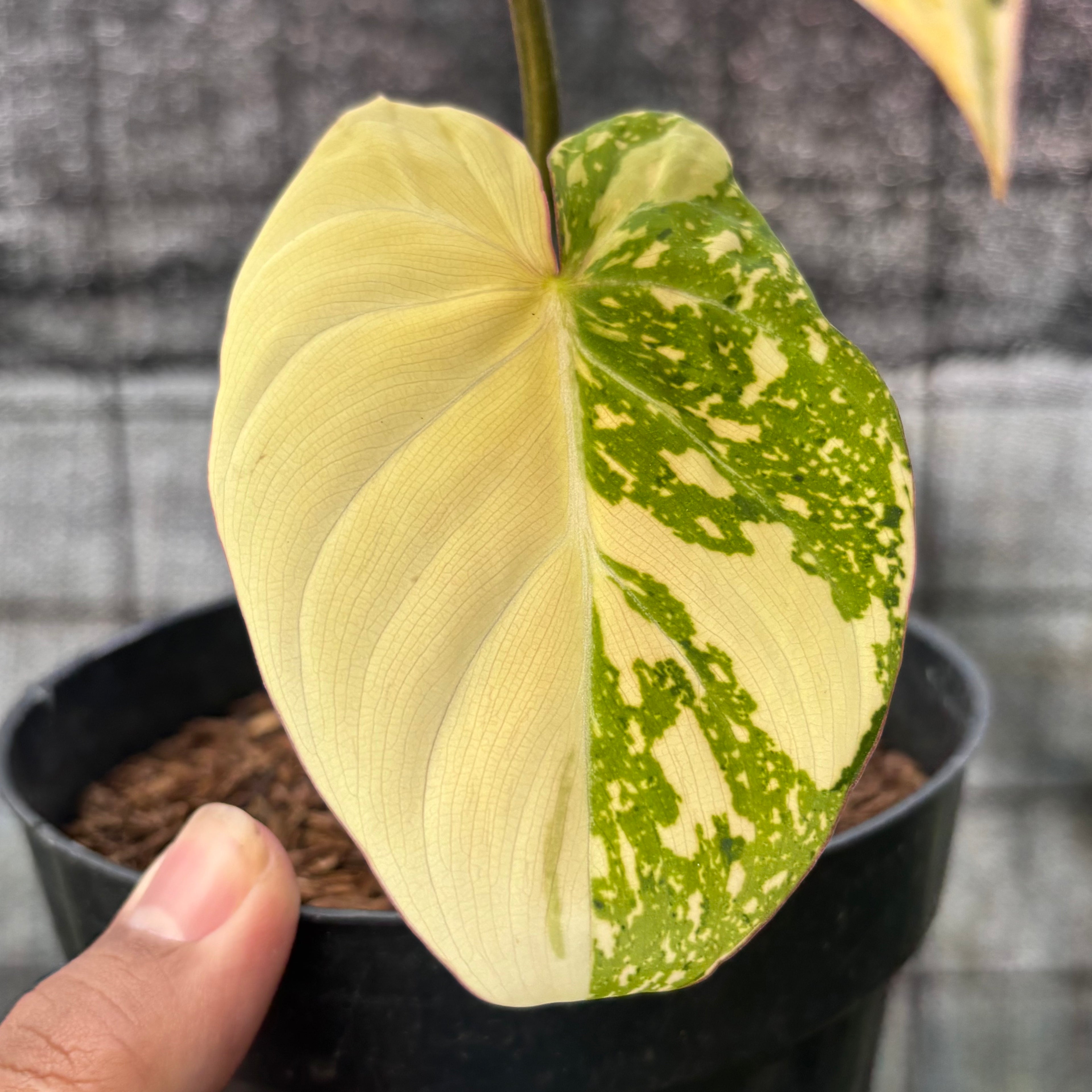 RP20-6 Philodendron Gloriosum Trecolor