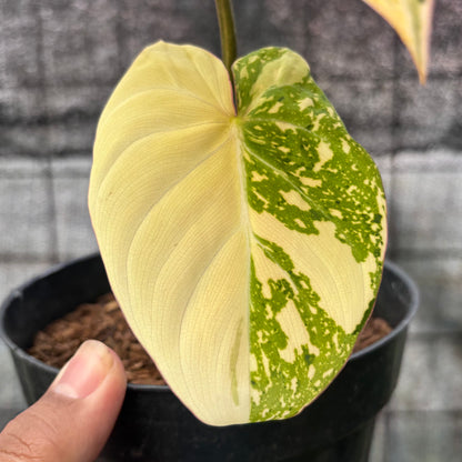 RP20-6 Philodendron Gloriosum Trecolor