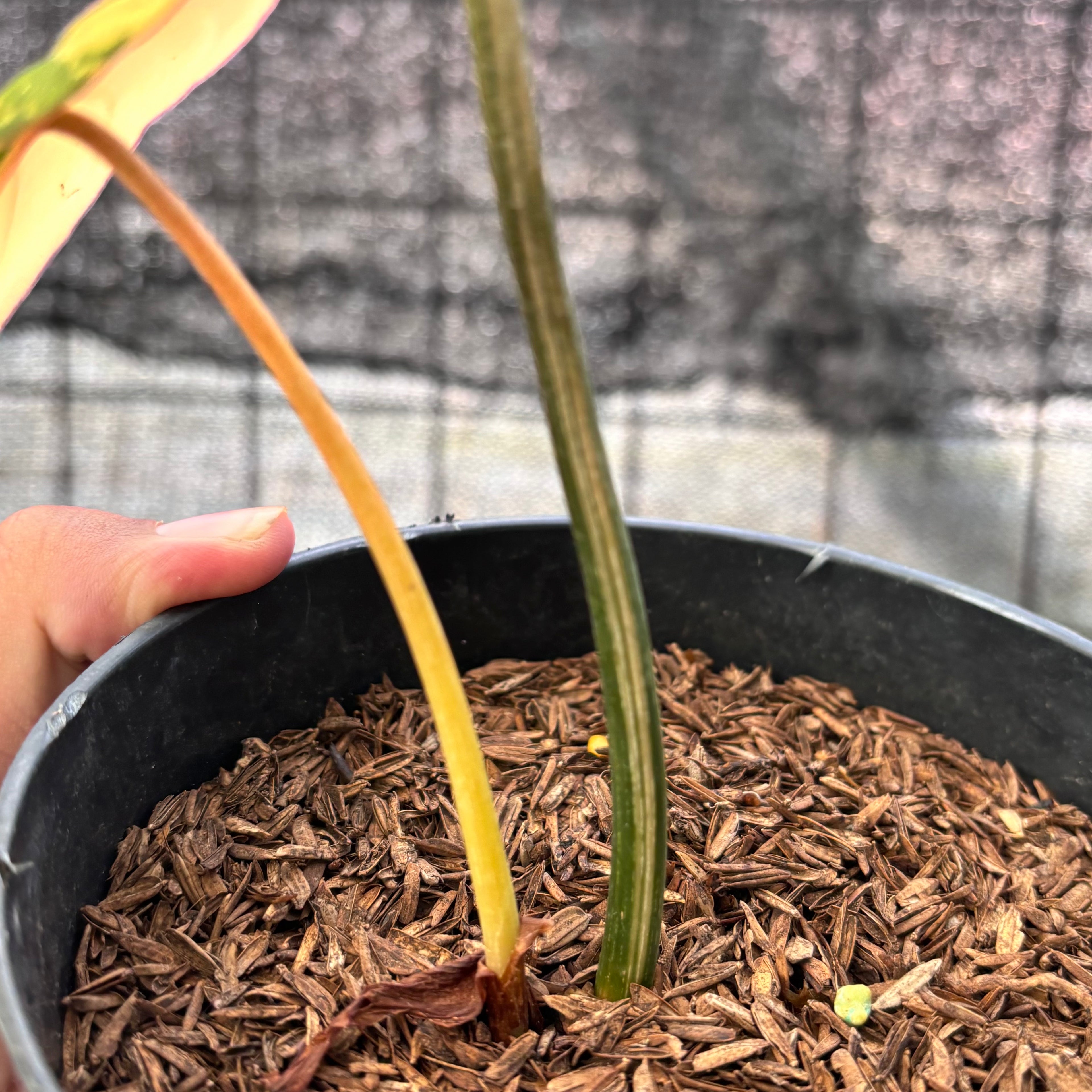 RP20-6 Philodendron Gloriosum Trecolor
