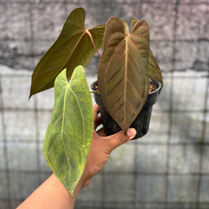 RP21-6 Anthurium Xone x Papilillaminum