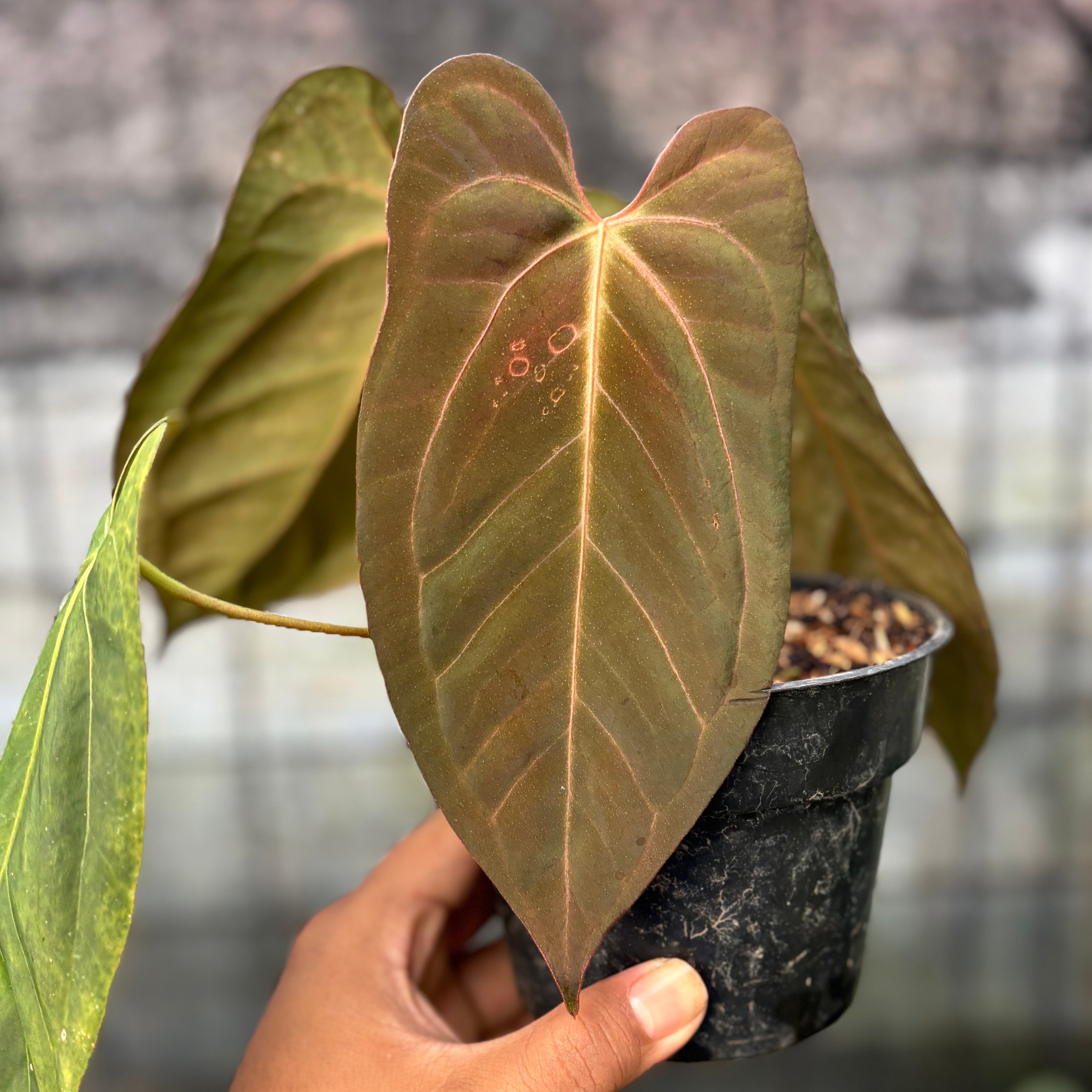 RP21-6 Anthurium Xone x Papilillaminum