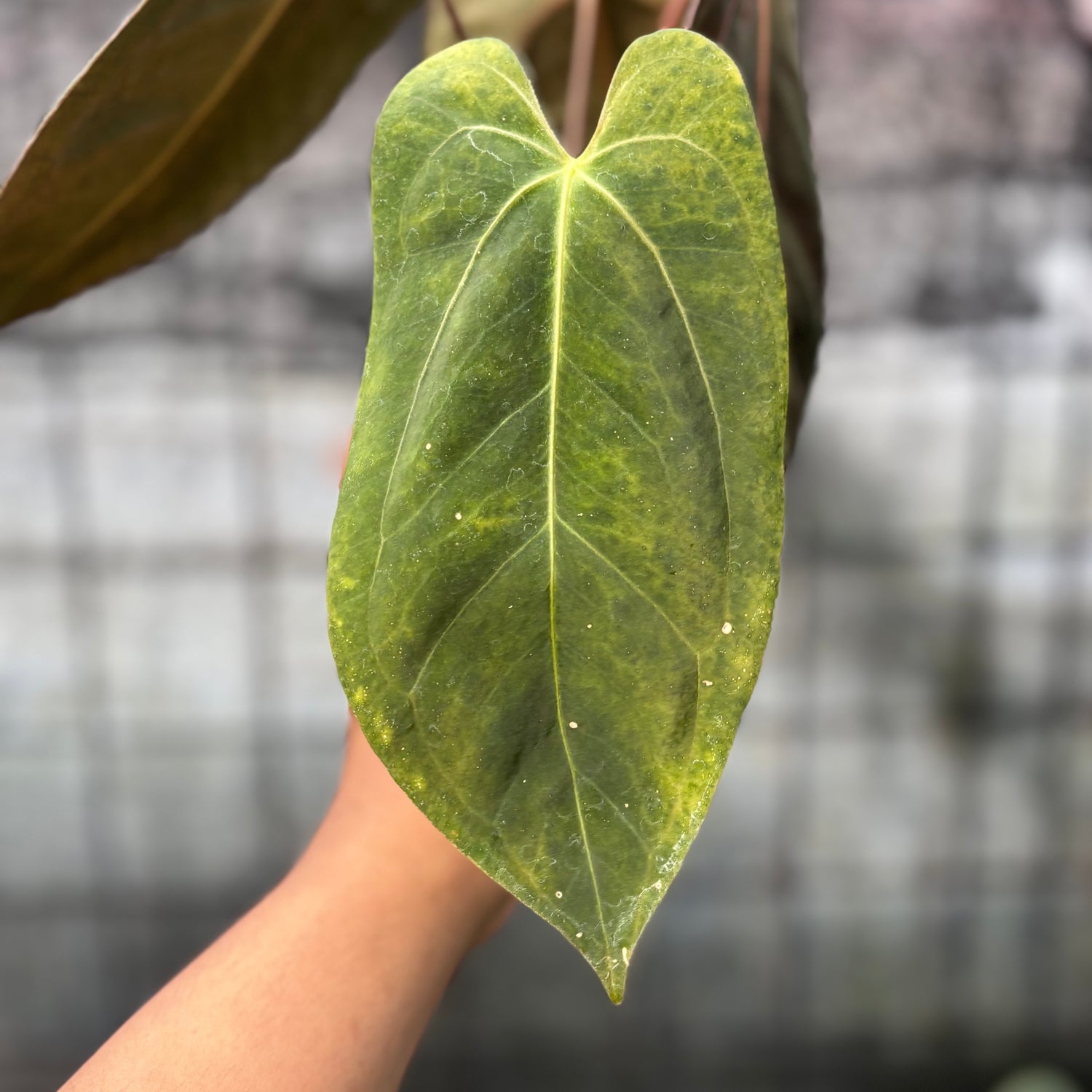 RP21-6 Anthurium Xone x Papilillaminum