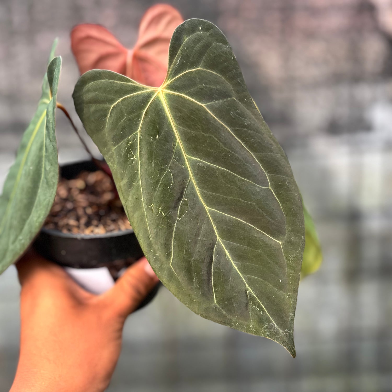RP21-6 Anthurium Xone x Papilillaminum