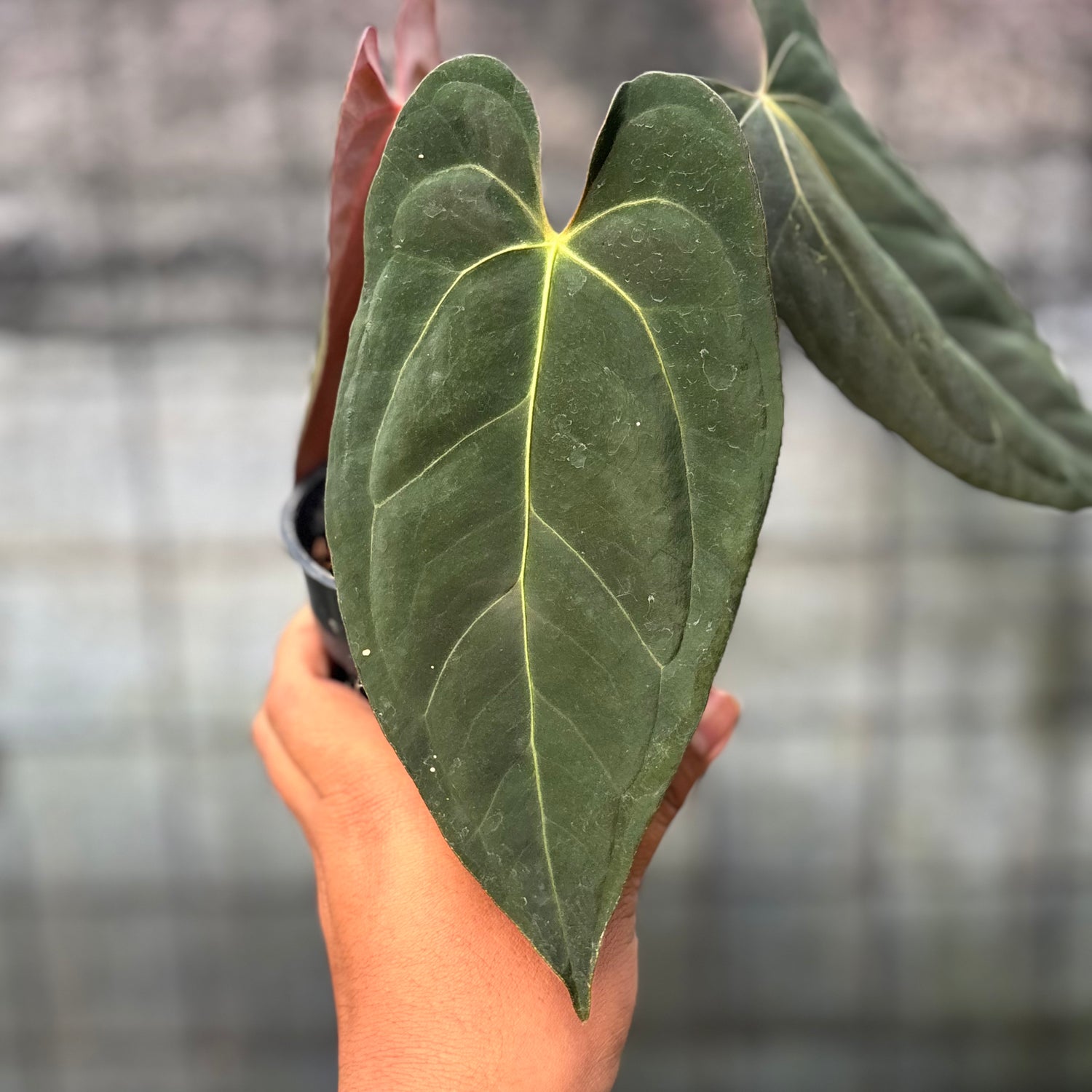 RP21-6 Anthurium Xone x Papilillaminum