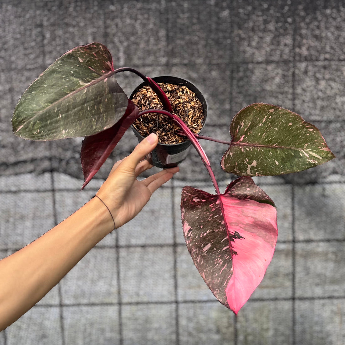 RP22-6 Philodendron Pink Princes Galaxy