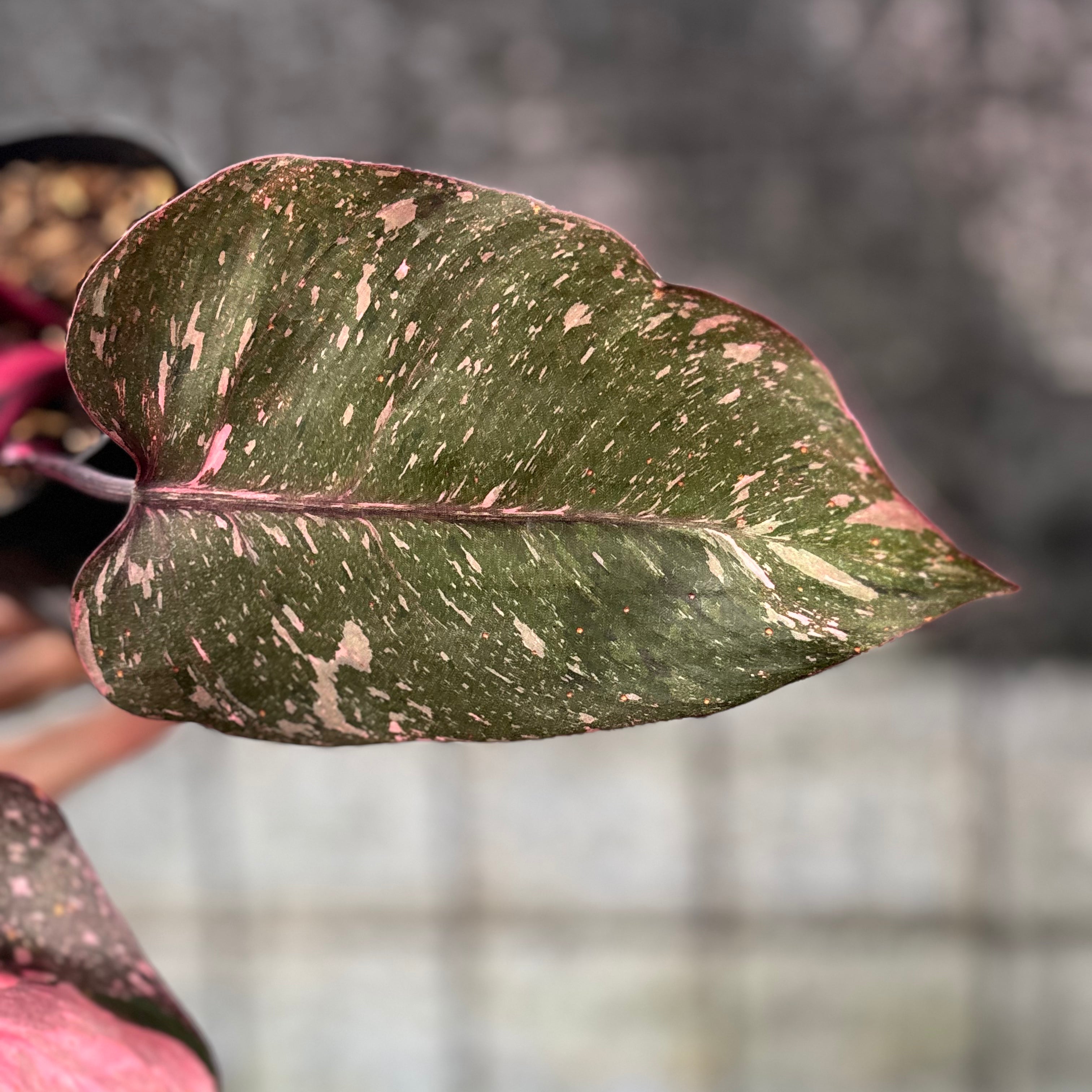 RP22-6 Philodendron Pink Princes Galaxy