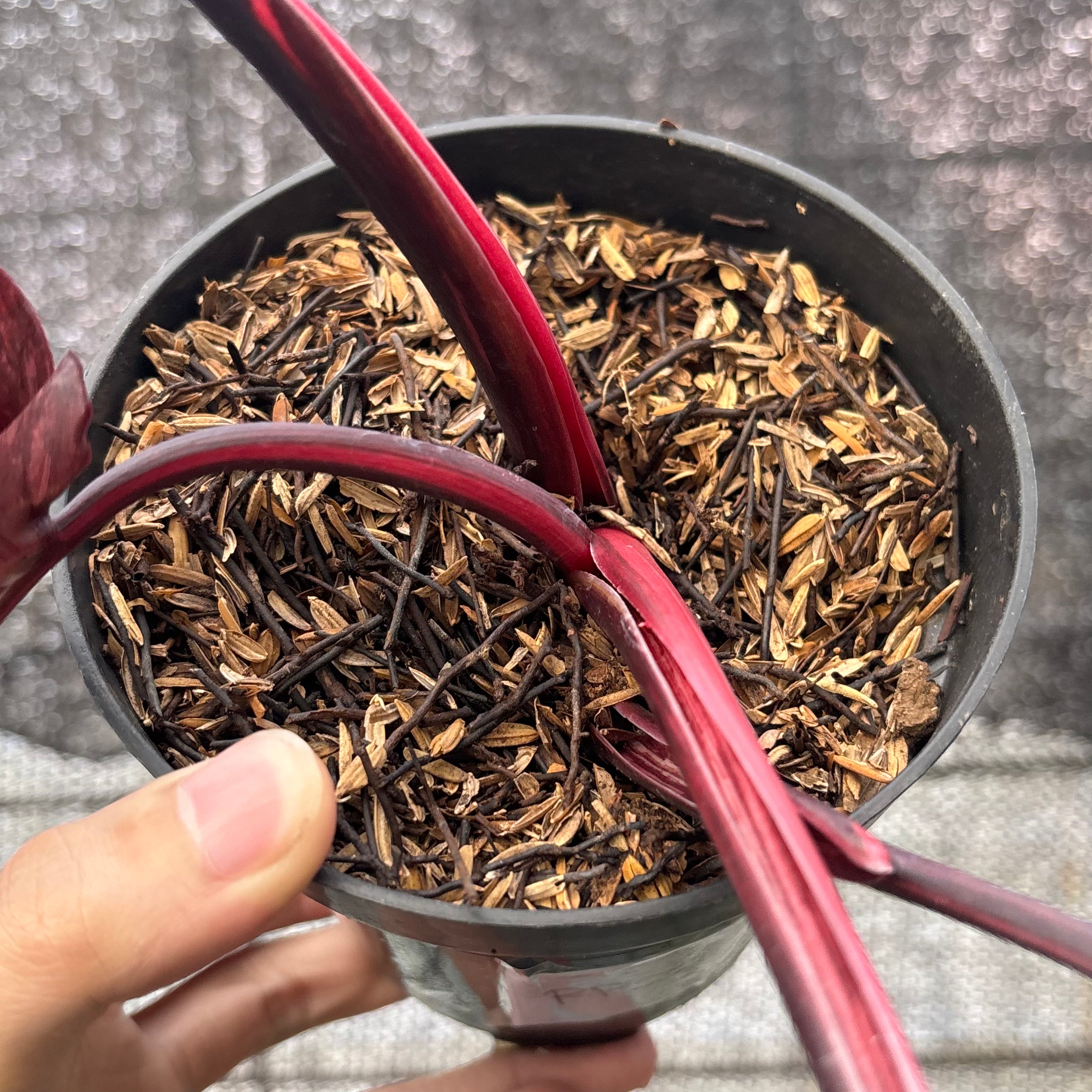 RP22-6 Philodendron Pink Princes Galaxy