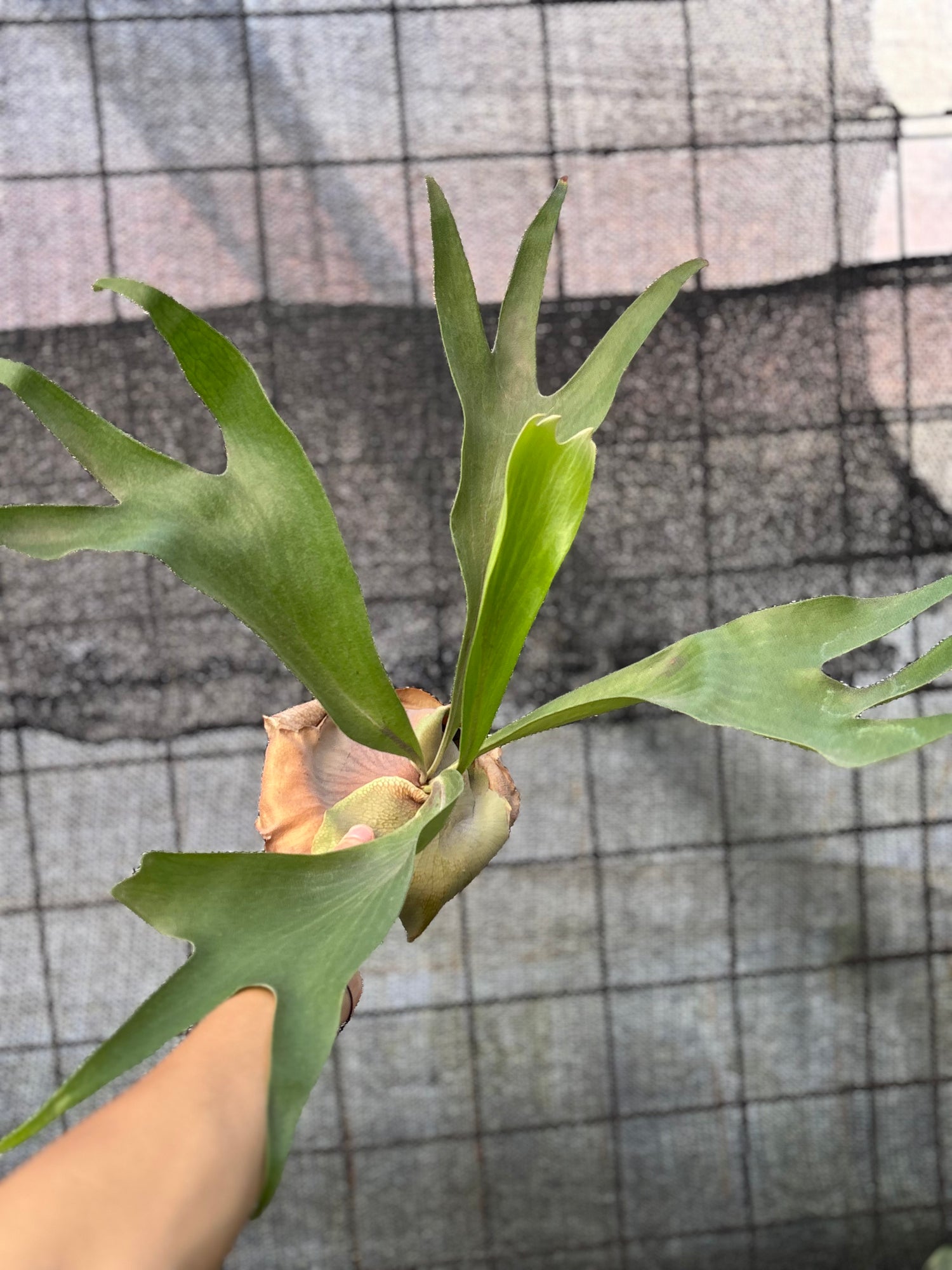 RP23-6 Platycerium Walichii