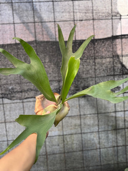 RP23-6 Platycerium Walichii