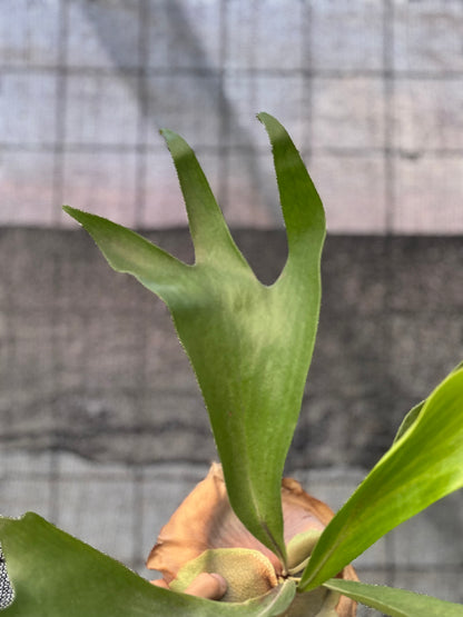 RP23-6 Platycerium Walichii