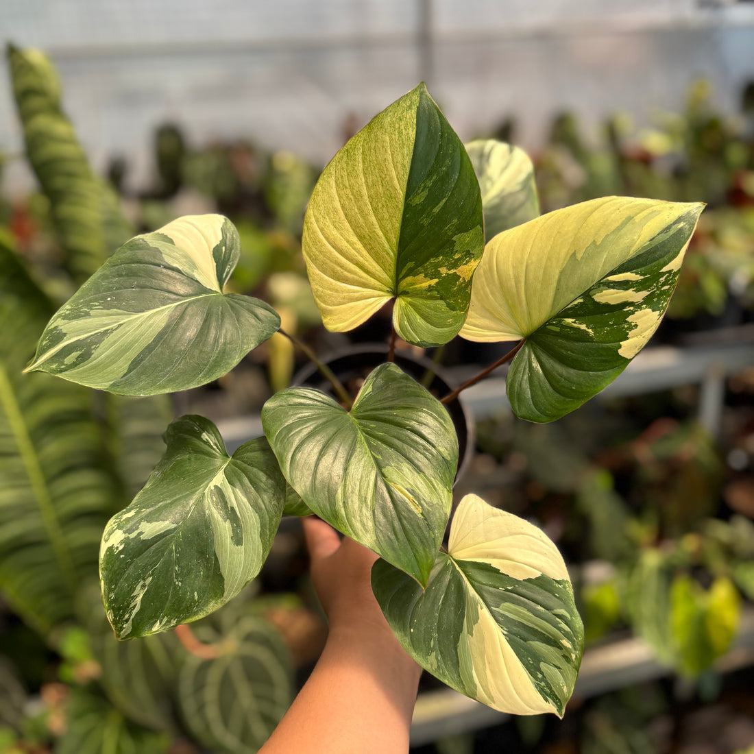 Homalomena Rubescens Pink Variegated