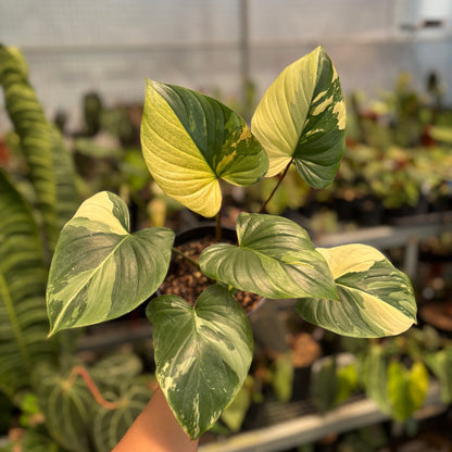 Homalomena Rubescens Pink Variegated