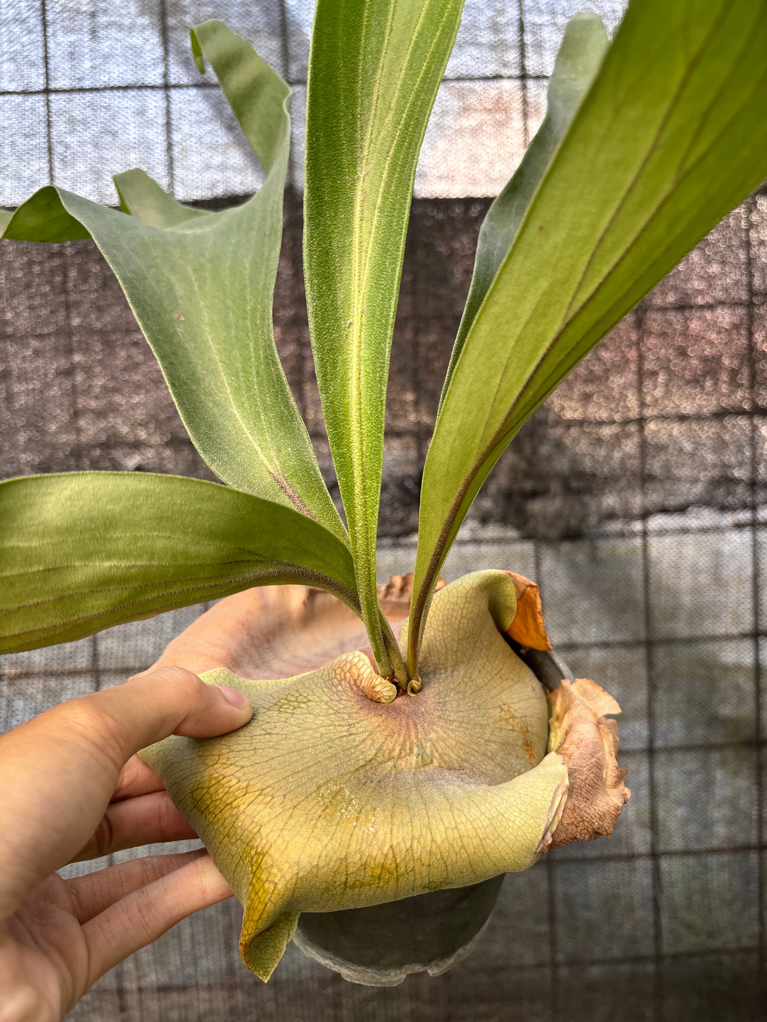 RP23-6 Platycerium Walichii