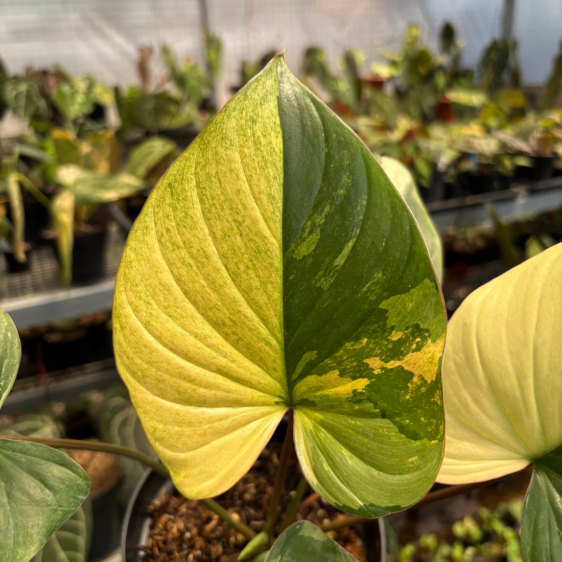 Homalomena Rubescens Pink Variegated
