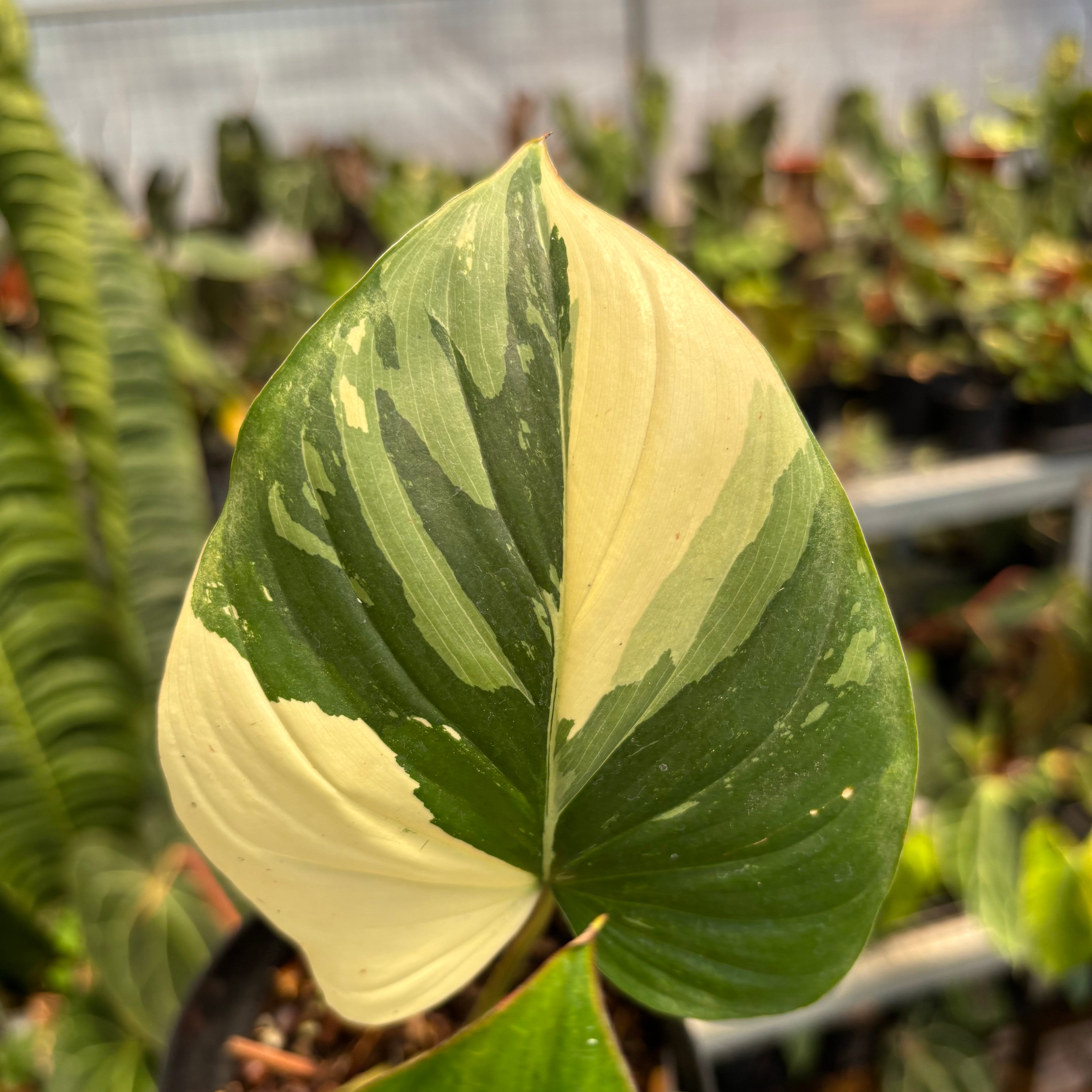 Homalomena Rubescens Pink Variegated