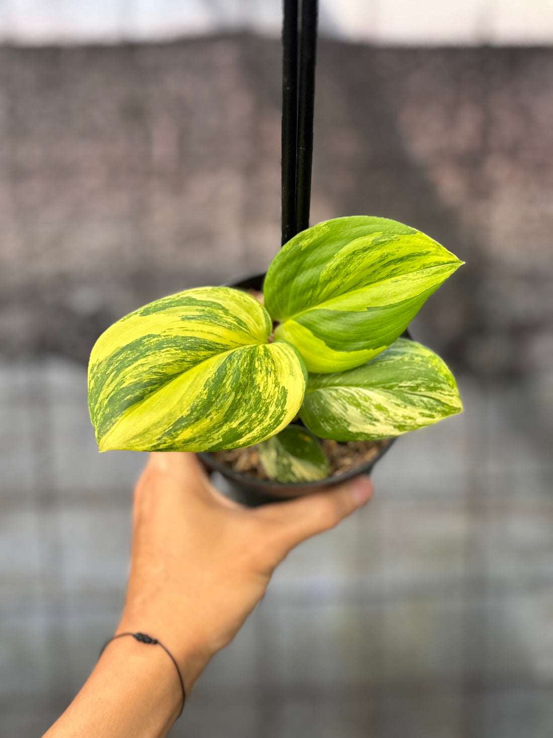 RP24-6 Scindapsus Rubicon