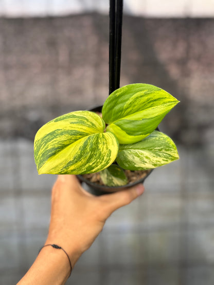RP24-6 Scindapsus Rubicon